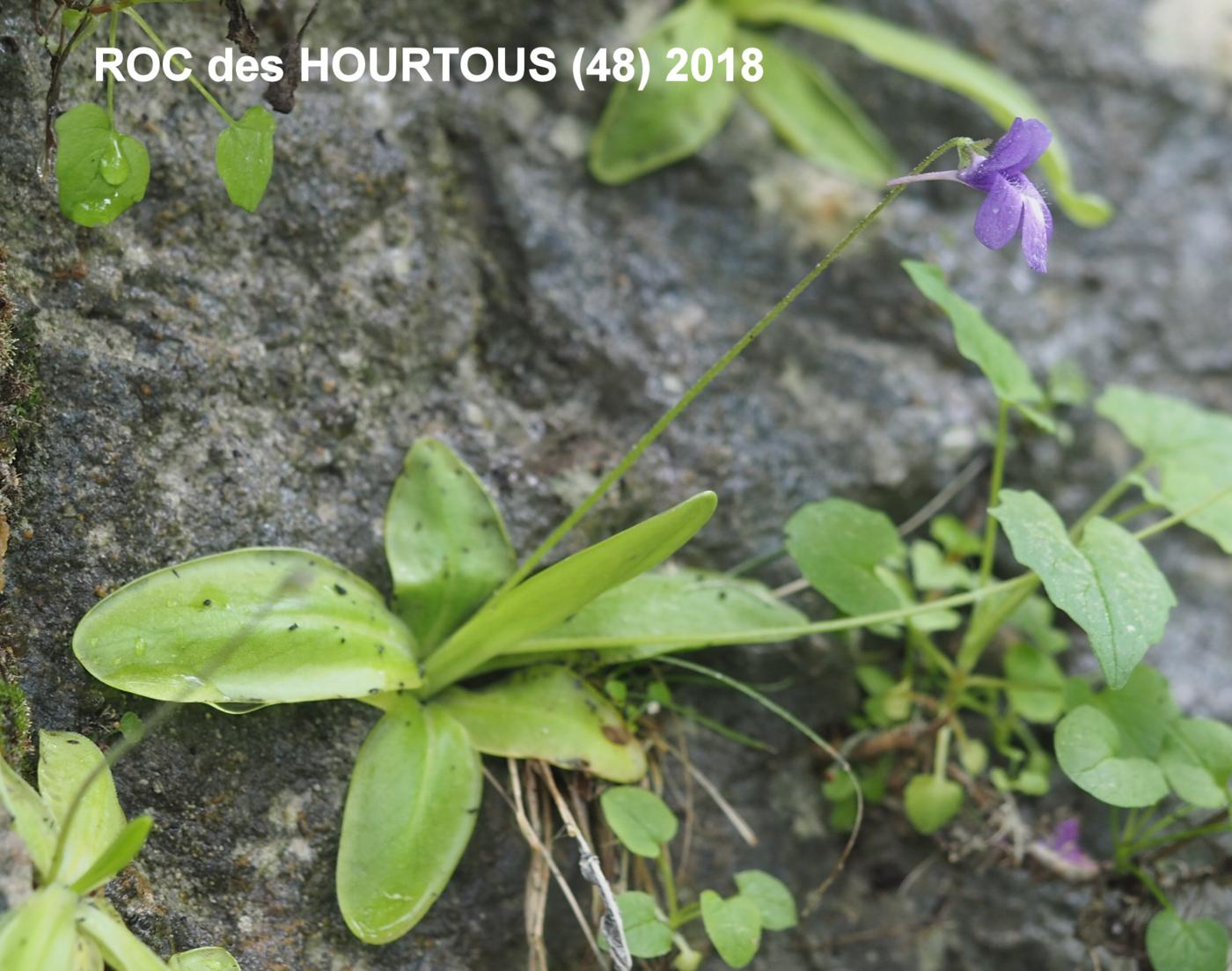 Butterwort [of the causses] plant